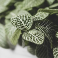 green leaves in macro lens