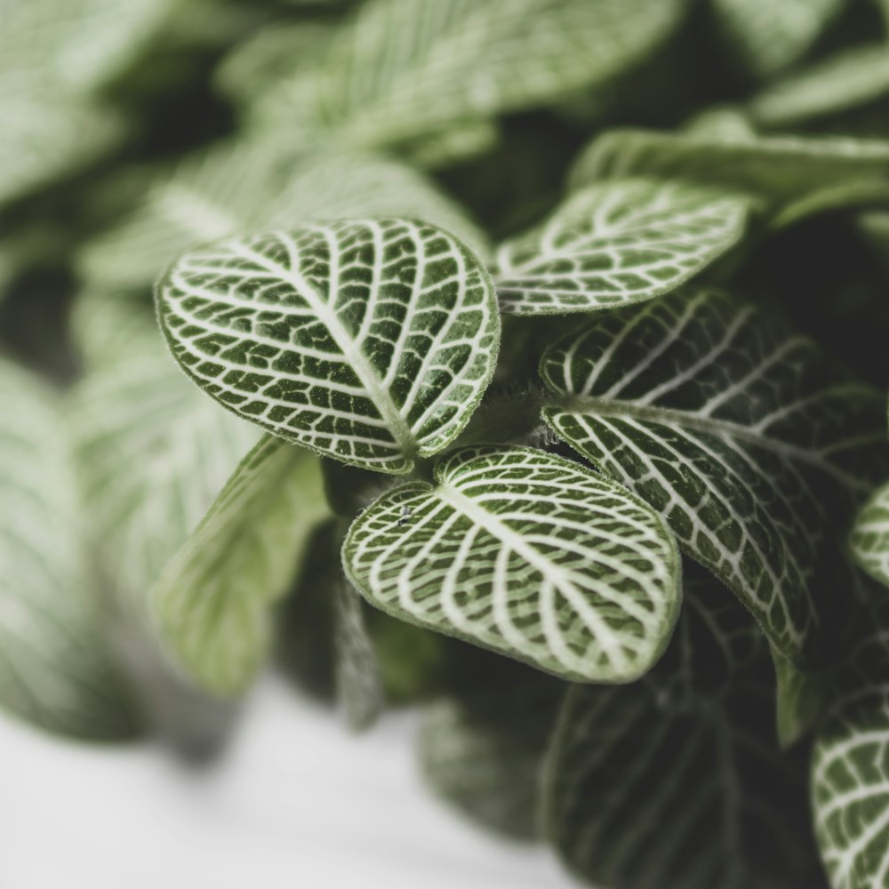 green leaves in macro lens