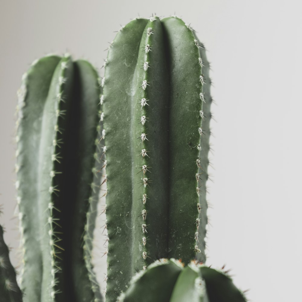green cactus plant in white background