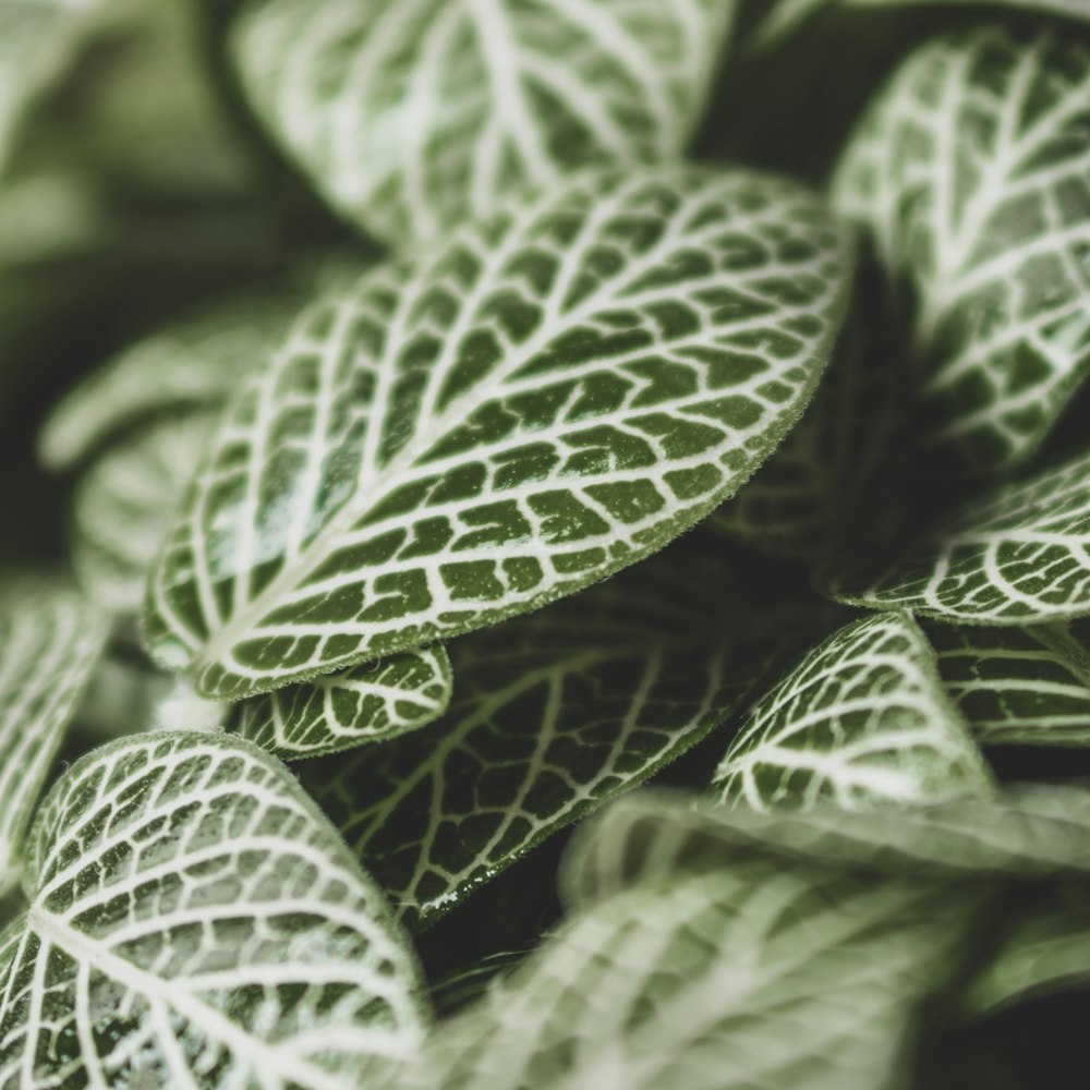 Planta de hoja verde y blanca