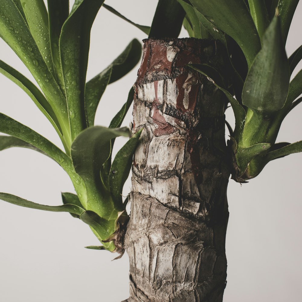 green plant on brown tree branch