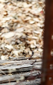 A close-up of weathered, wooden train tracks with rusty iron spikes. The background consists of scattered dry leaves, adding a textured, autumnal feel. The scene is framed by a narrow, blurred vertical element on the right side.