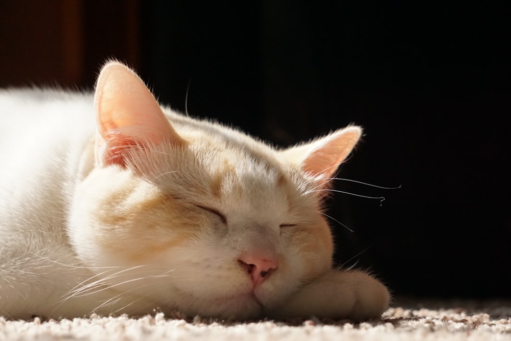 white cat lying on white textile