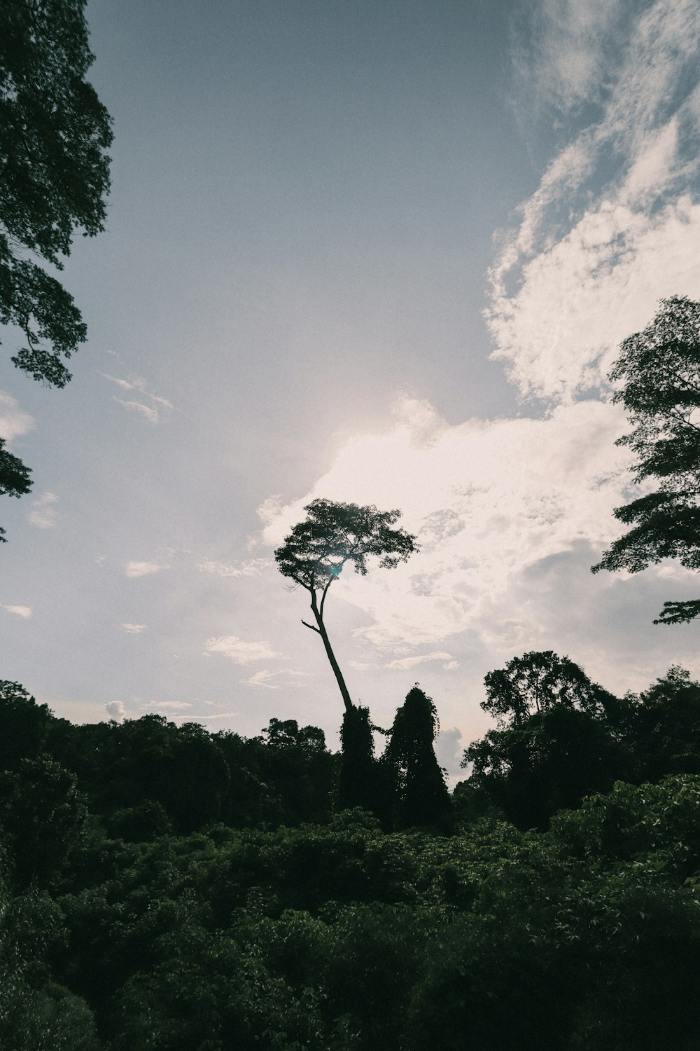 green trees under white clouds and blue sky during daytime