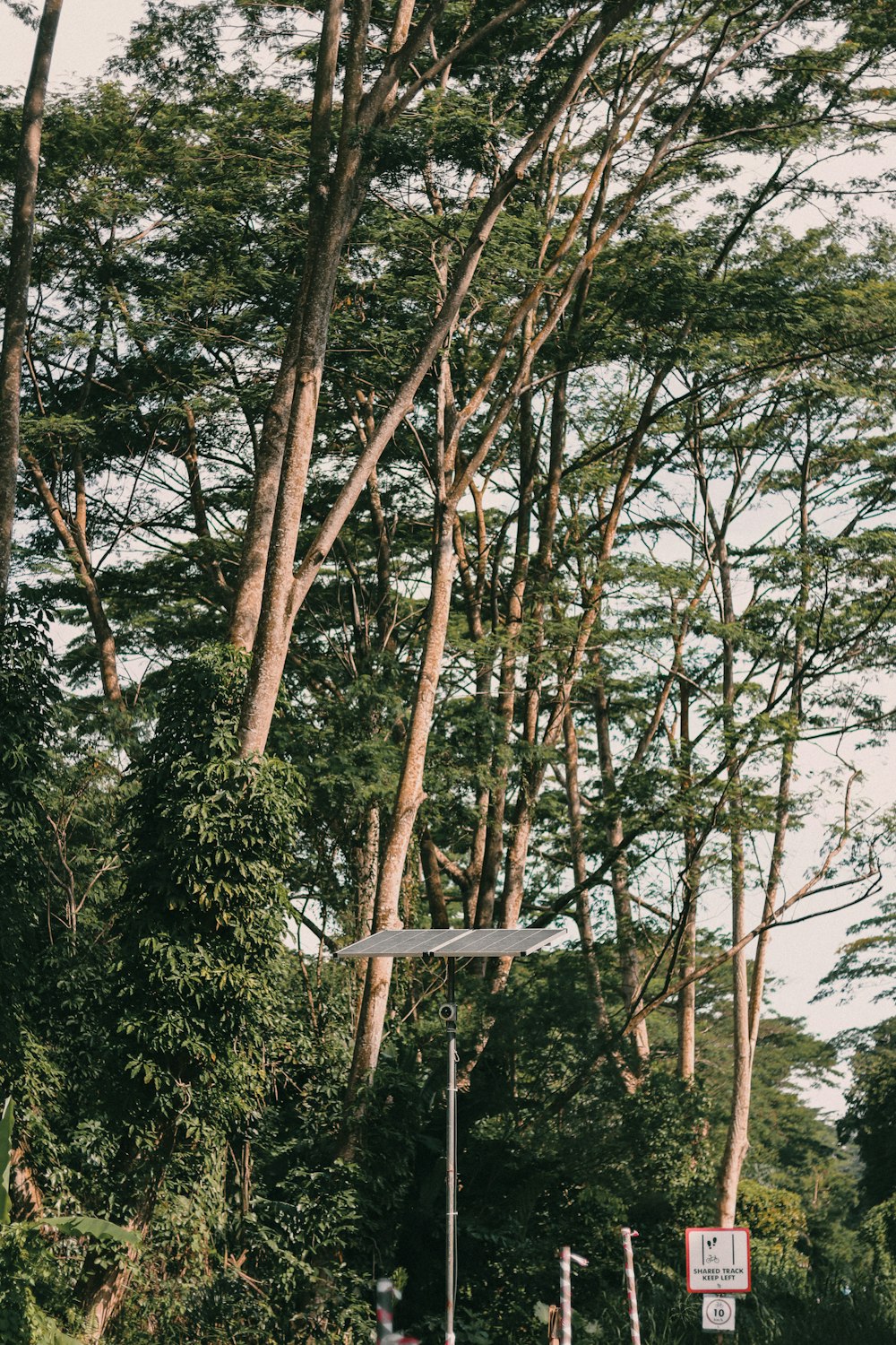 green trees under white sky during daytime