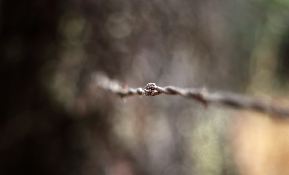 water drop on brown stem in tilt shift lens