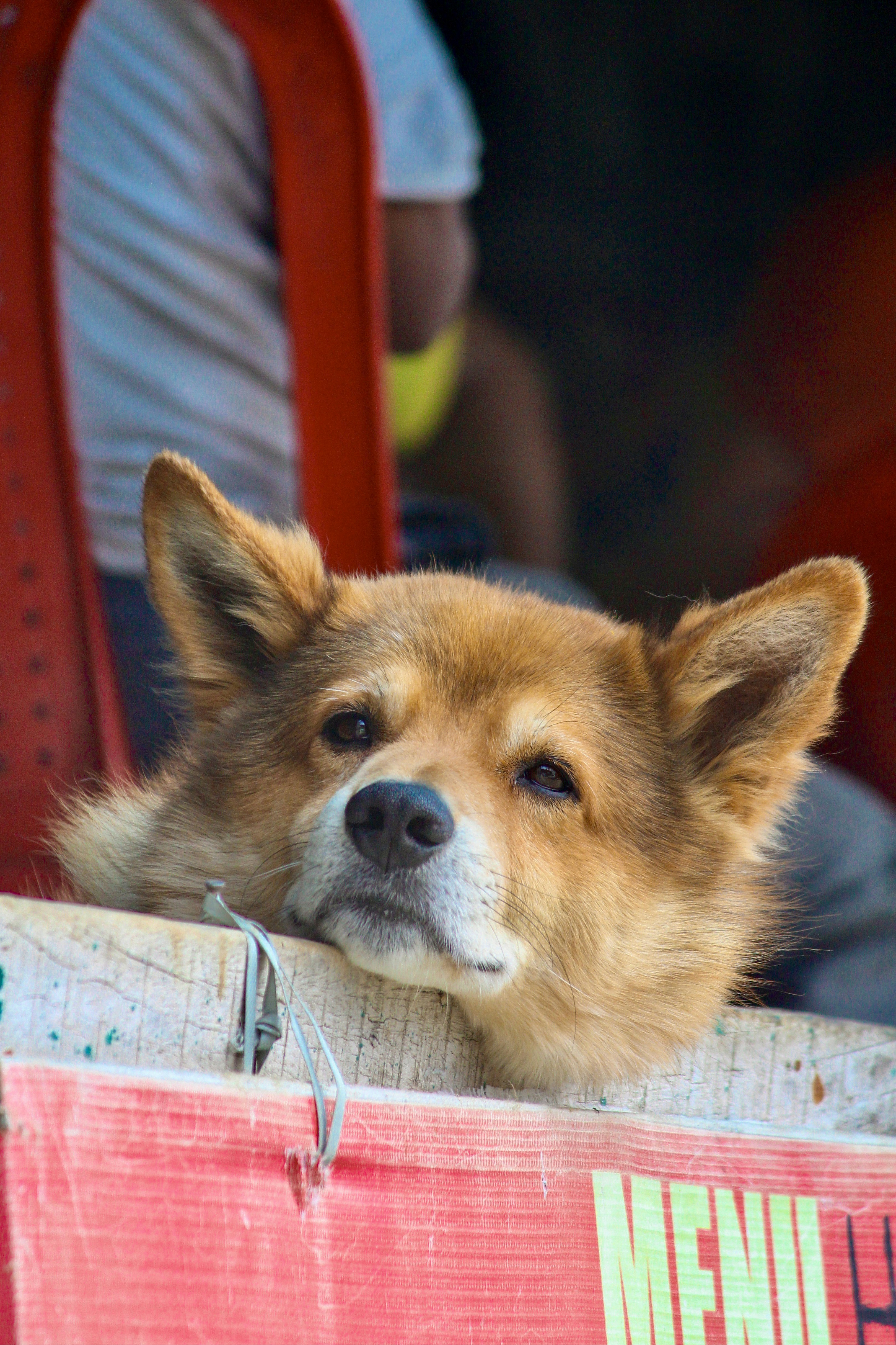 Why Is My Dogs White Fur Turning Brown