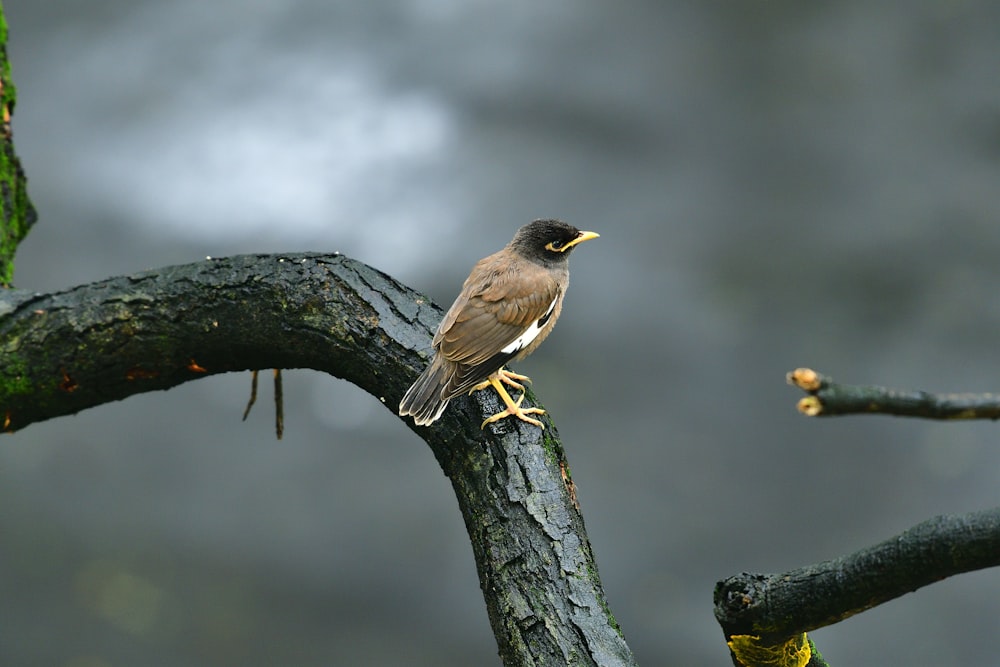pájaro marrón en la rama de un árbol