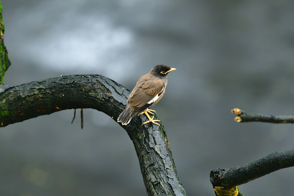 brown bird on tree branch