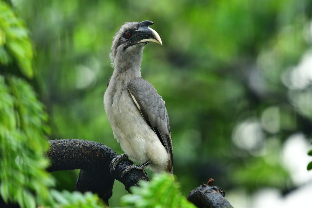 pájaro blanco y negro en la rama de un árbol durante el día