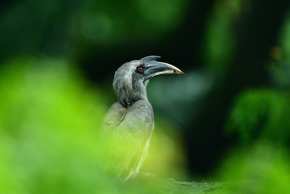 black and white bird on brown wooden branch