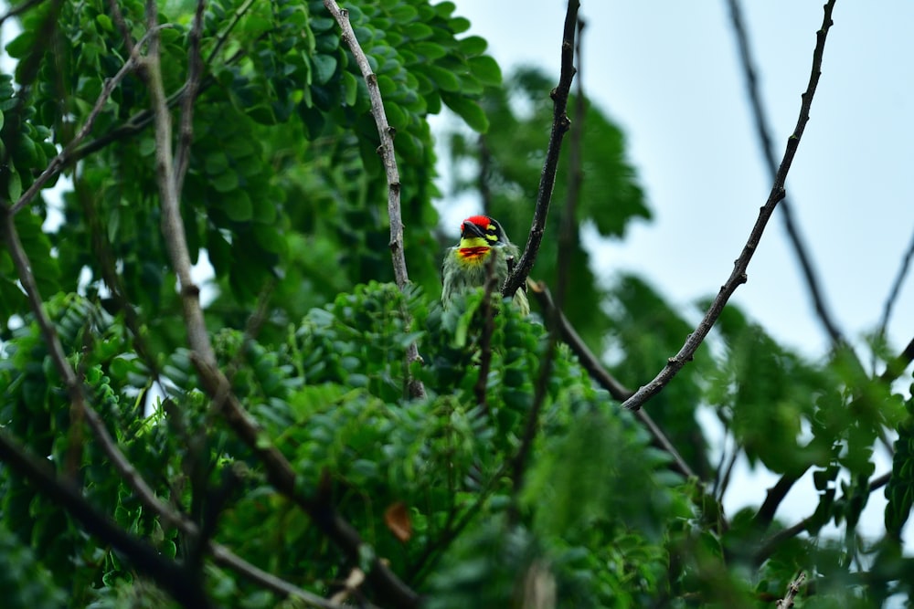 yellow black and red bird on tree branch