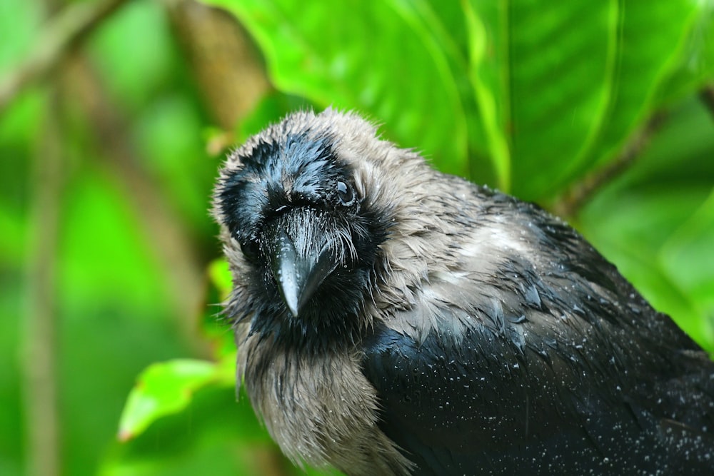 black and white bird on green leaf