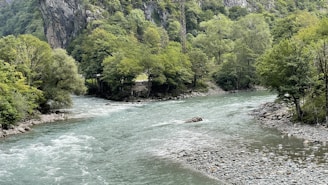 Lush forest with wildlife thriving near a tranquil river