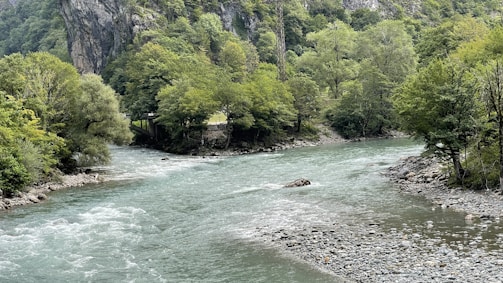 Lush forest with wildlife thriving near a tranquil river