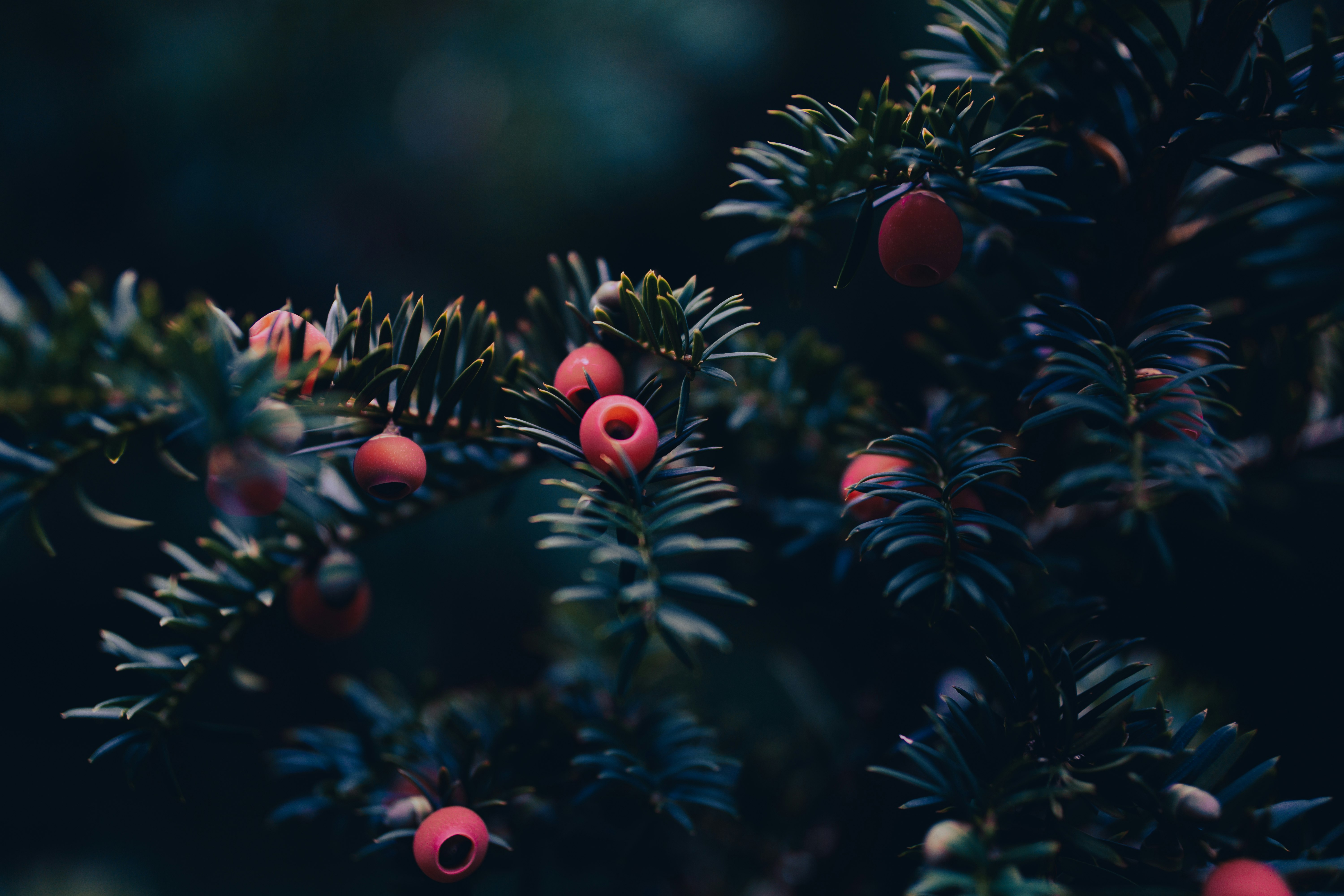 red and green christmas baubles