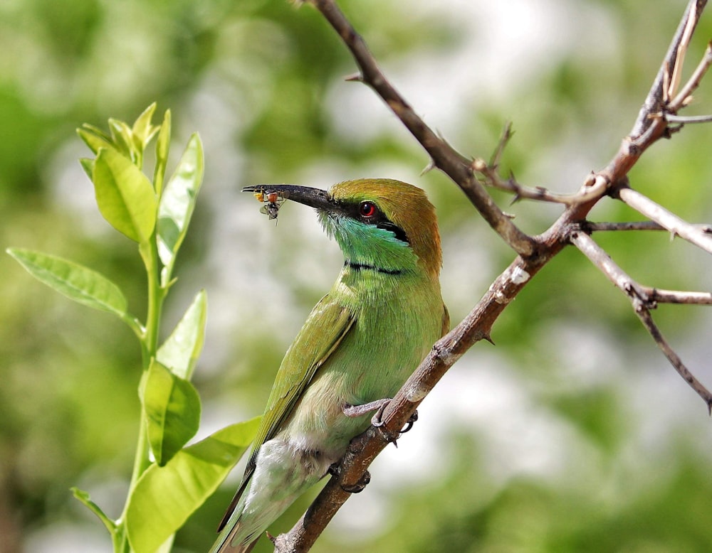 green and brown bird on tree branch during daytime