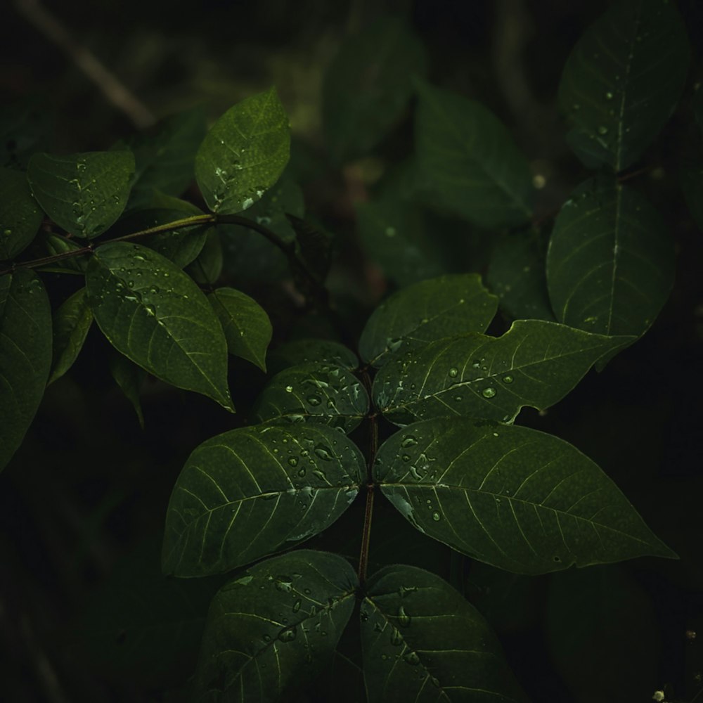 hojas verdes con gotas de agua