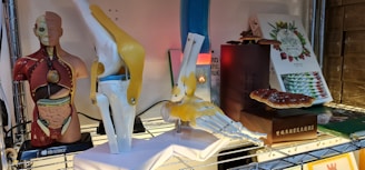 A shelf displaying various educational models and objects, including a human torso model illustrating internal organs and muscle anatomy, a joint model showcasing bone and ligaments, and a large mushroom displayed next to a box with botanical illustrations. The models appear to be used for educational purposes.