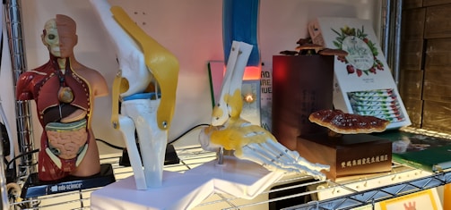 A shelf displaying various educational models and objects, including a human torso model illustrating internal organs and muscle anatomy, a joint model showcasing bone and ligaments, and a large mushroom displayed next to a box with botanical illustrations. The models appear to be used for educational purposes.