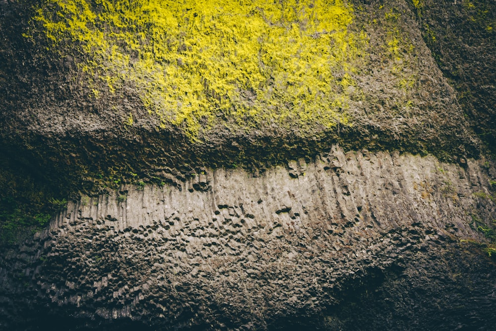 yellow and green moss on gray rock