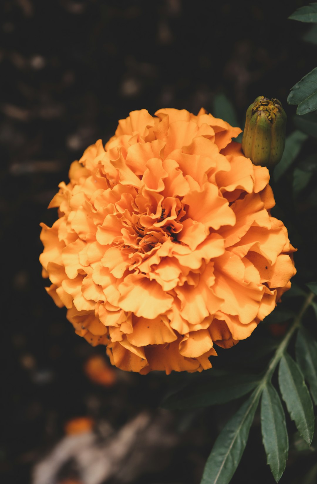 yellow flower in macro lens photography