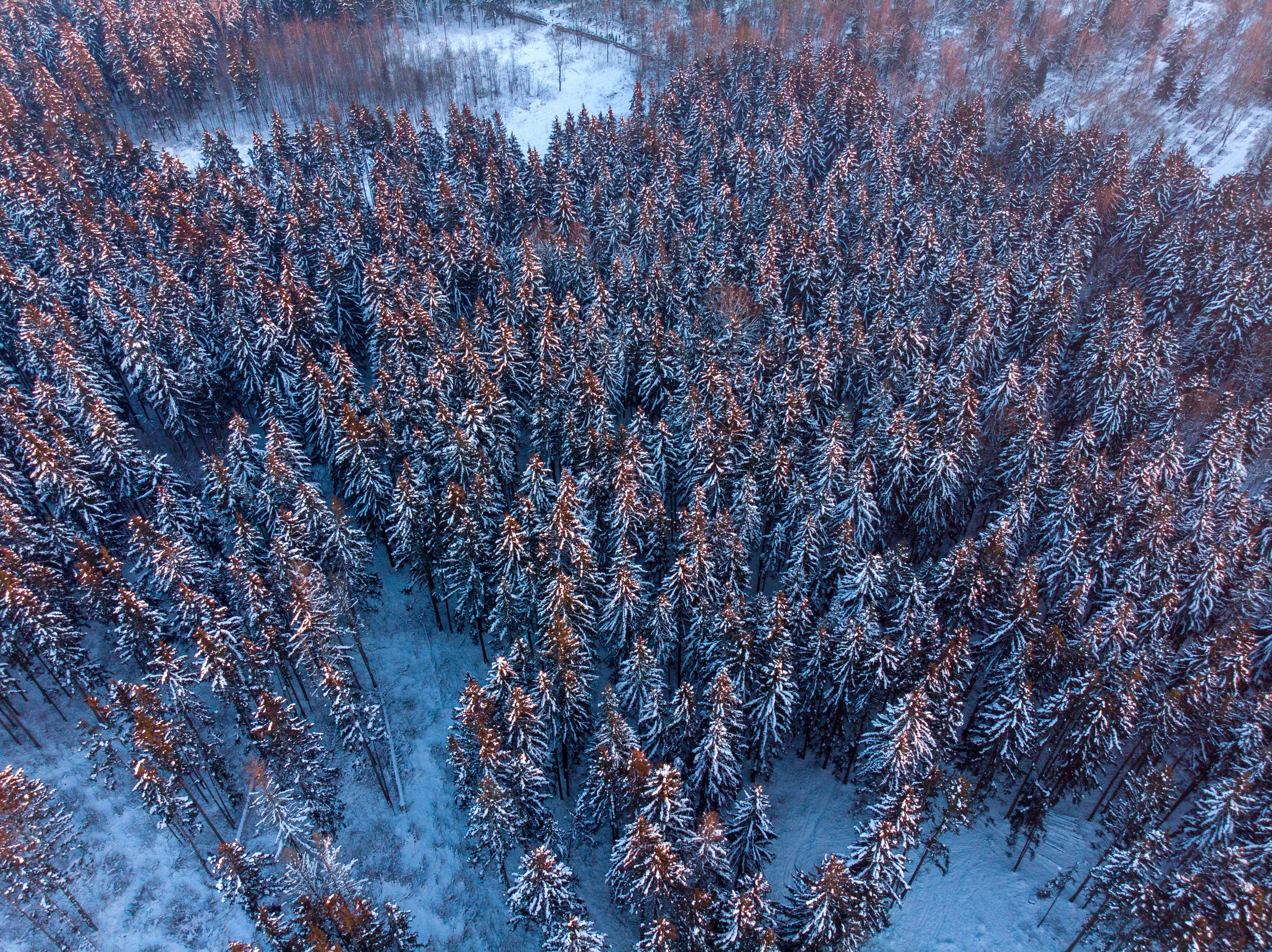 brown and white trees near body of water