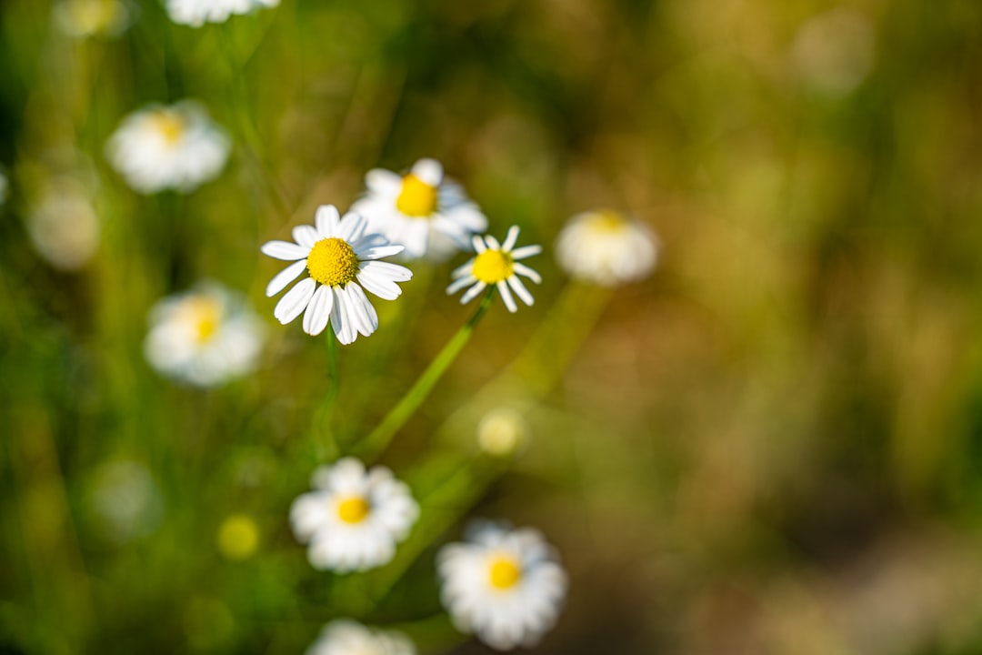 white daisy in bloom during daytime