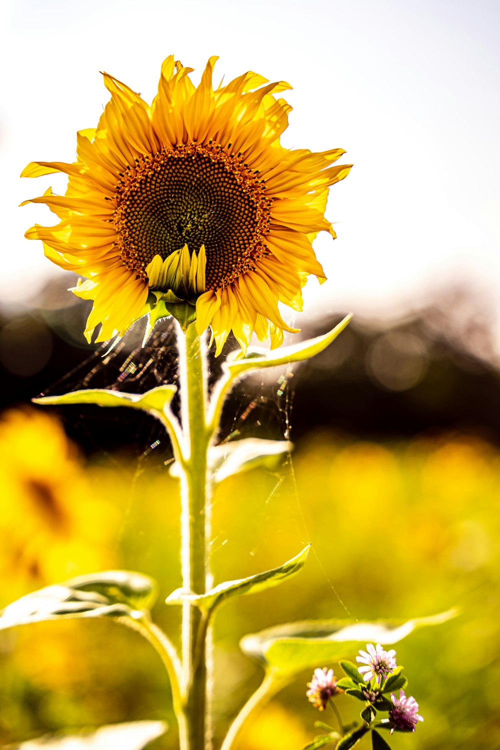 yellow sunflower in bloom during daytime