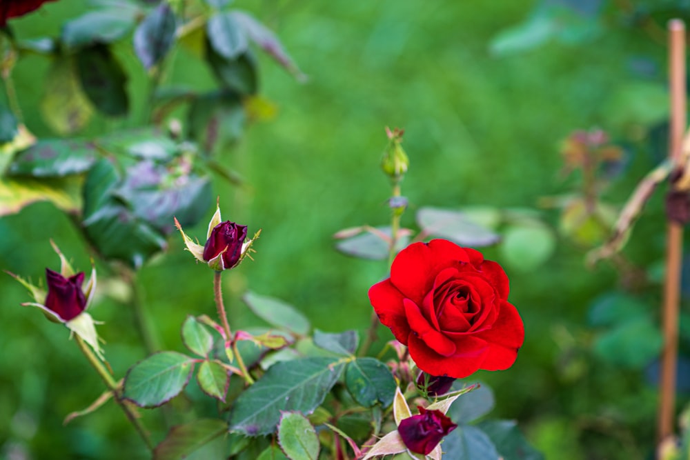 red rose in bloom during daytime