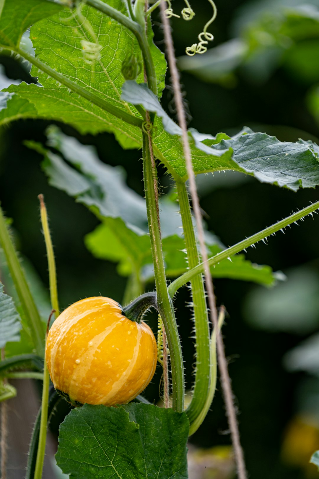 yellow round fruit on green leaf