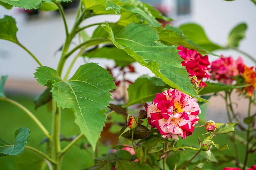 red flower with green leaves