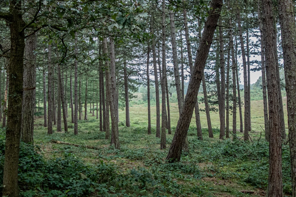árboles marrones en un campo de hierba verde durante el día