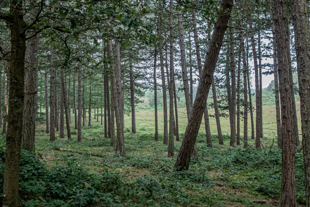 brown trees on green grass field during daytime