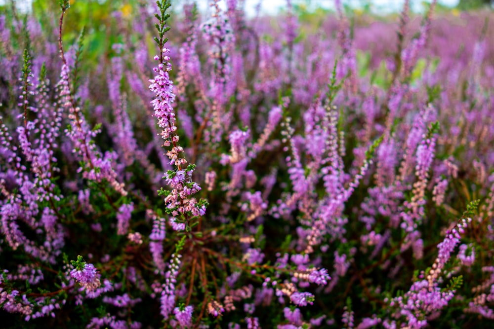 purple flowers in tilt shift lens