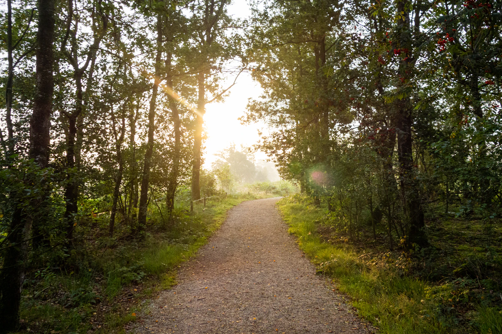 Sonnenlicht auf einem ruhigen Waldweg als Symbol für einen neuen Anfang ohne Zigaretten