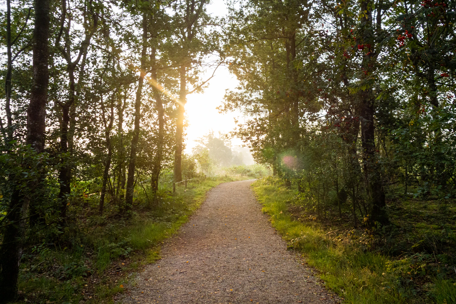 A bright forest path illuminated by morning sunlight