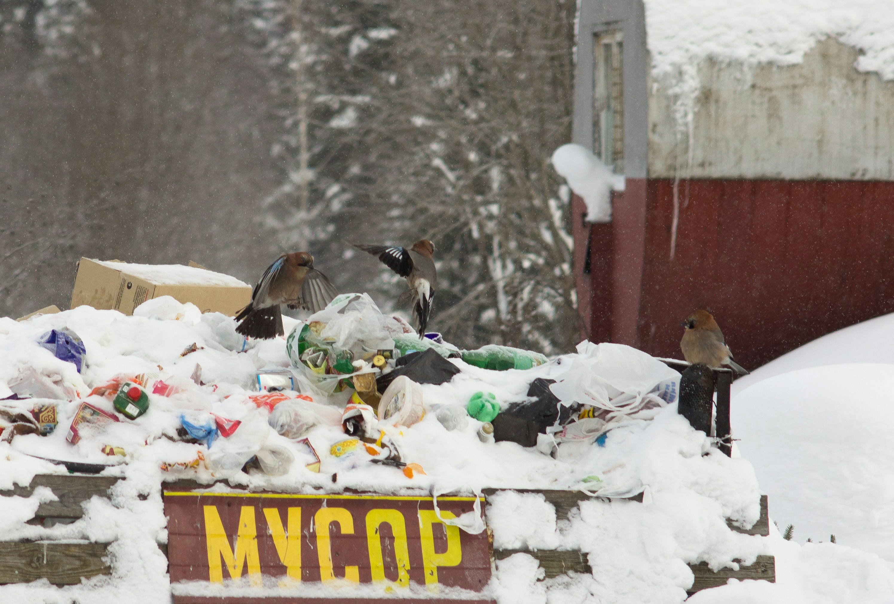 oiseaux bruns et noirs sur neige blanche