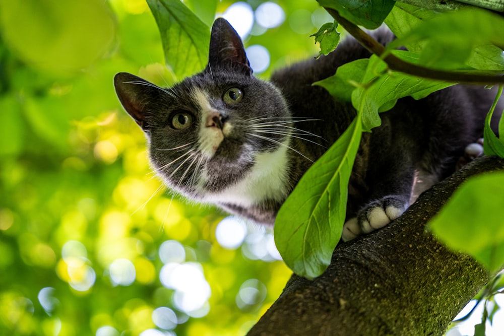 black and white cat on tree branch