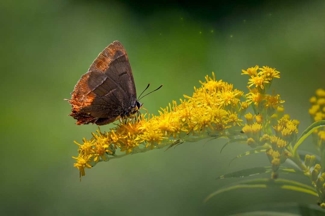 brown butterfly perched on yellow flower in close up photography during daytime