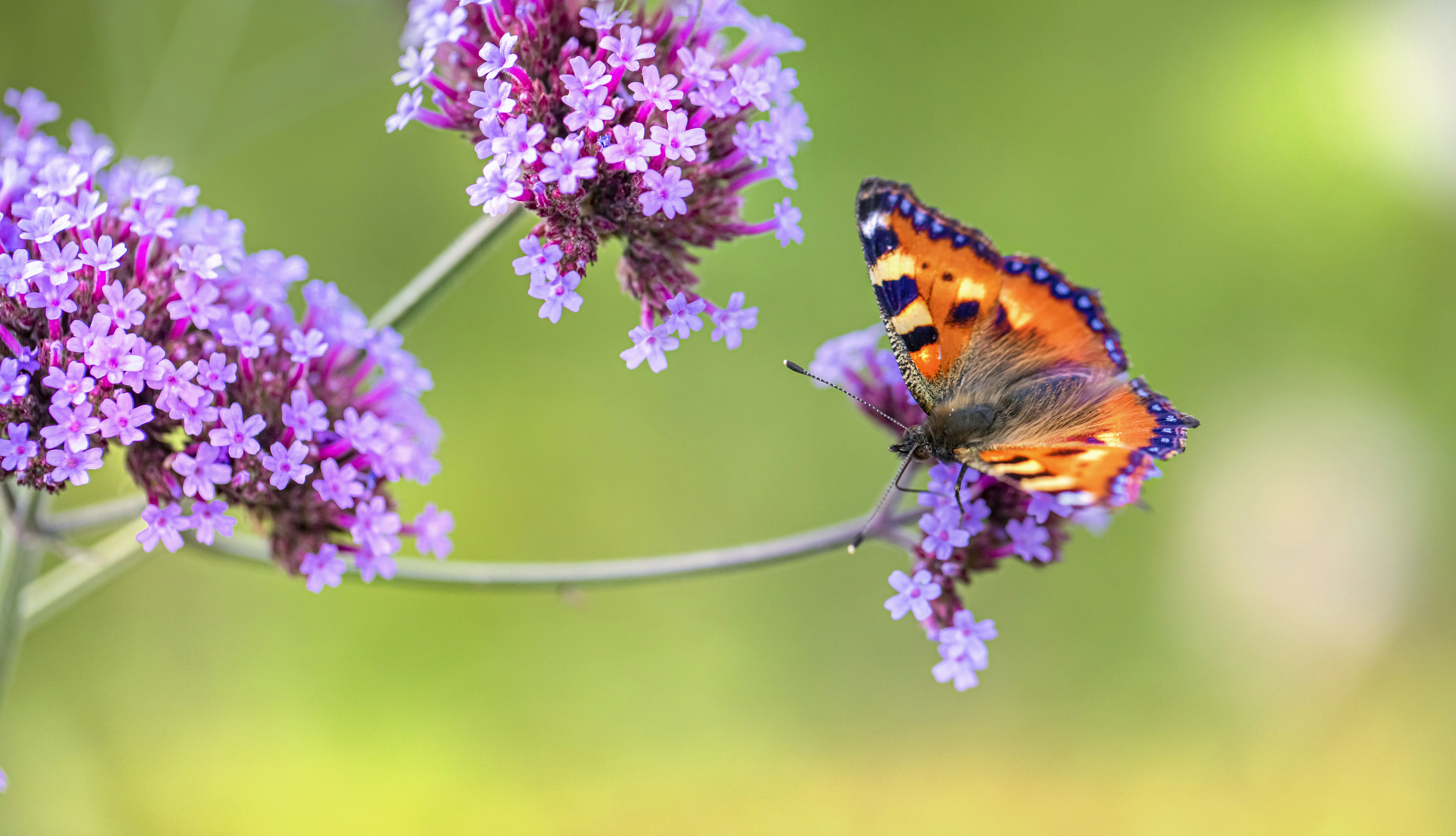 Photo by erik_karits