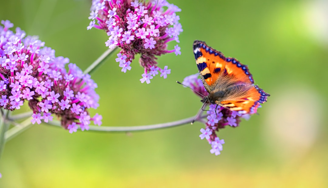 orange and black butterfly perched on purple flower in close up photography during daytime