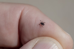 ticks love sucking your blood 