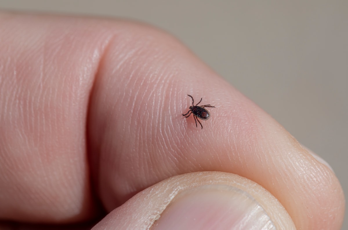 How Long Can a Tick Live Without a Host?
