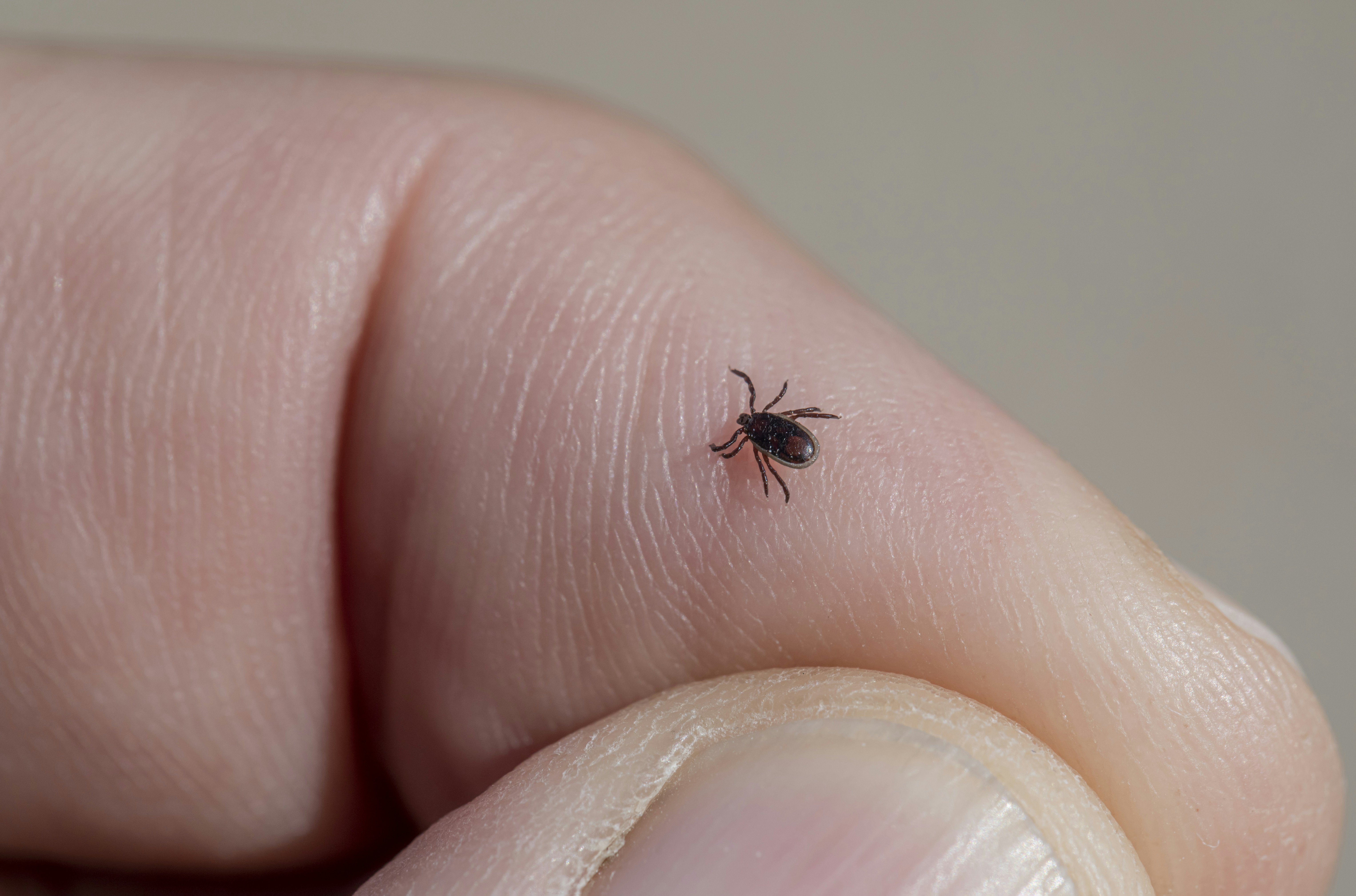 Ticks | The Woodsy Pest