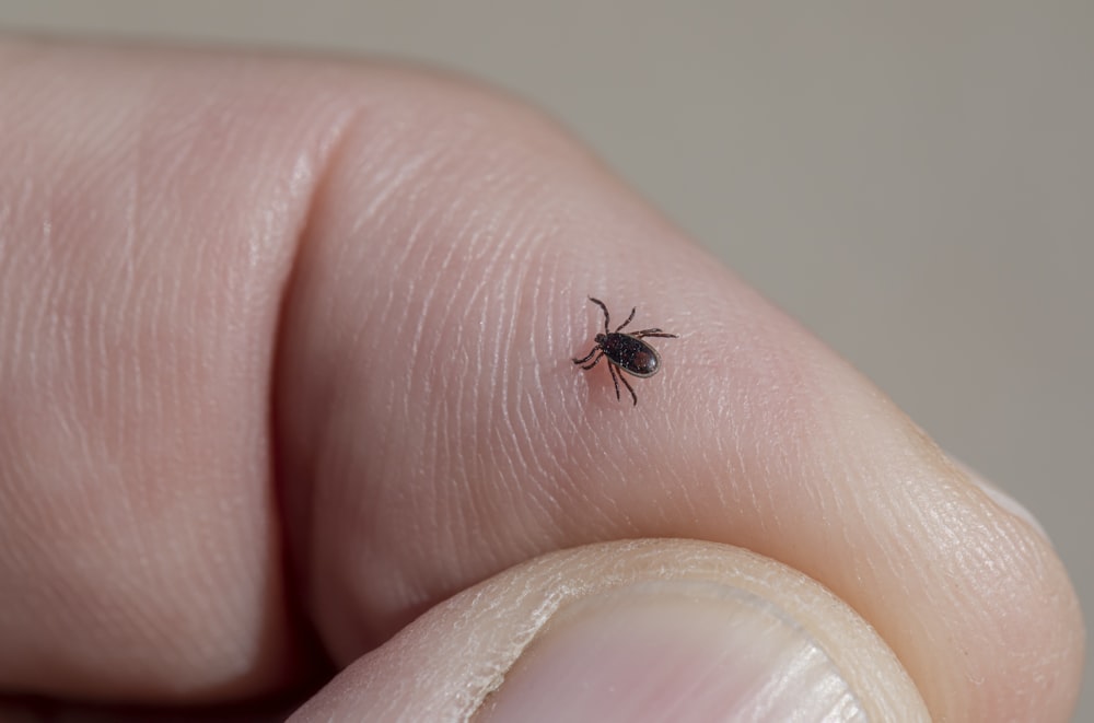 人の指の上に座っている小さな黒い昆虫