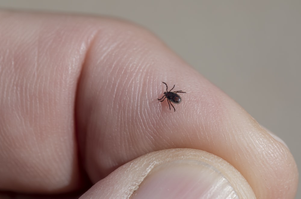 un petit insecte noir assis sur le doigt d’une personne
