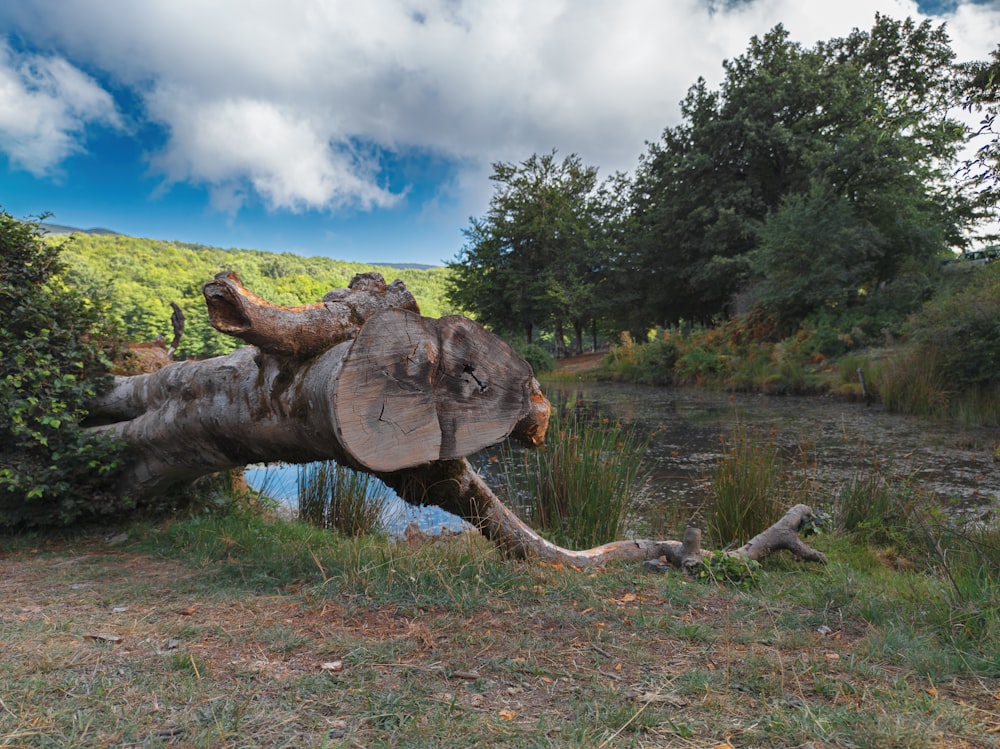 brown wooden elephant statue on green grass field under blue and white cloudy sky during daytime