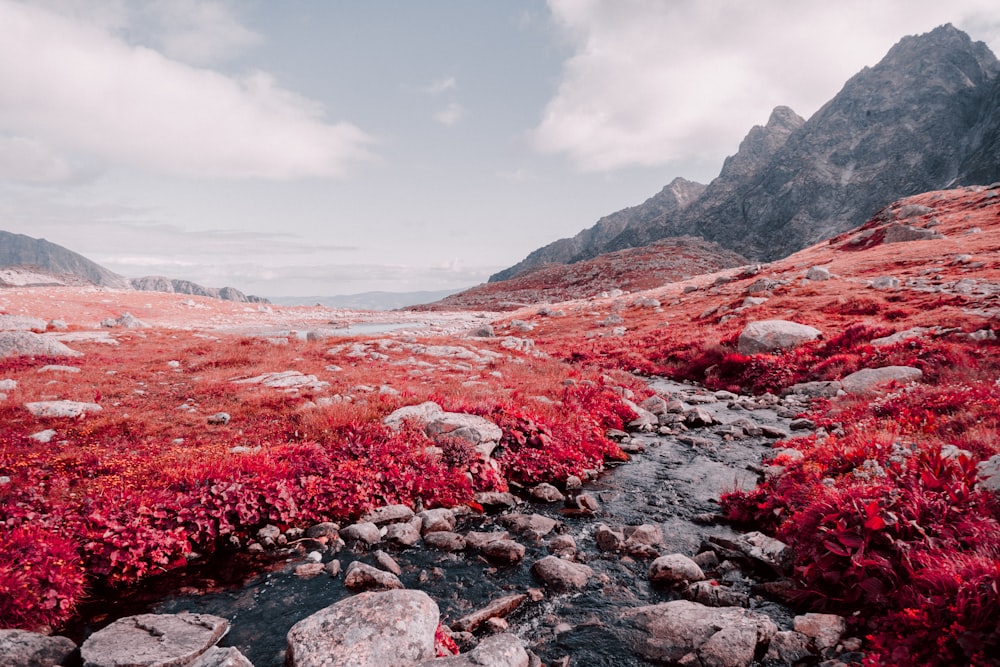 flores rojas en el campo rocoso cerca de la montaña bajo el cielo nublado durante el día