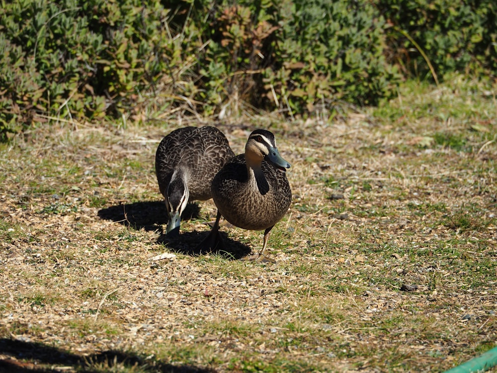 brown and black duck on green grass during daytime
